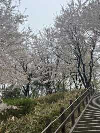 คลอง 양재천 (ยางแจชอน)