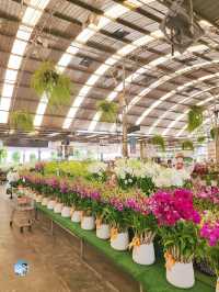 AIRORCHIDS SUPERMARKET