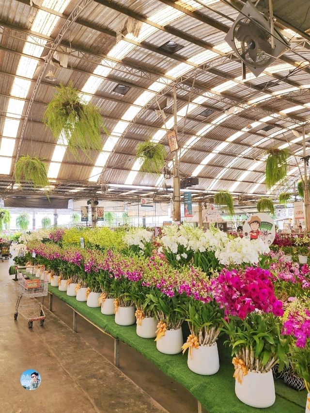 AIRORCHIDS SUPERMARKET