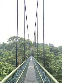 Treetop Walk Singapore: A Breathtaking Hike Above the Rainforest