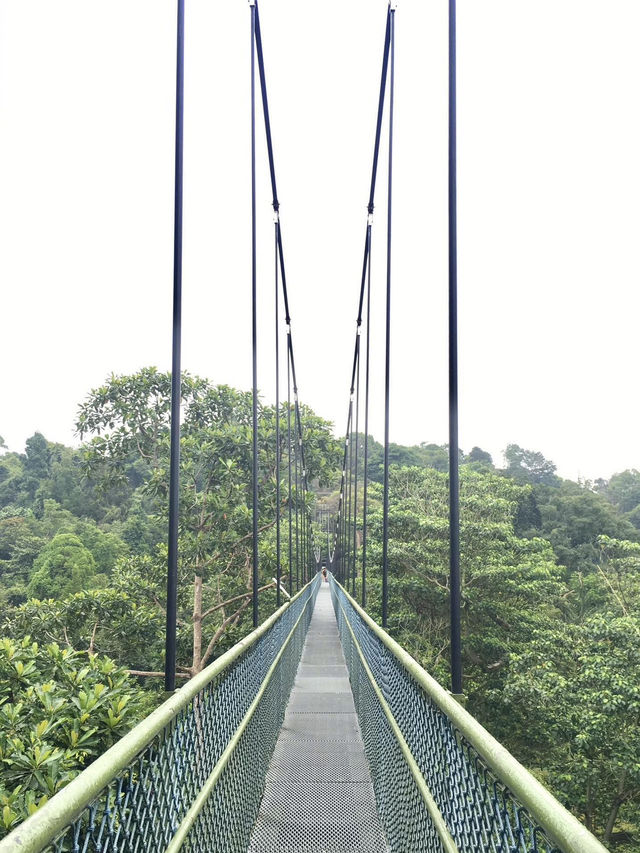 Treetop Walk Singapore: A Breathtaking Hike Above the Rainforest