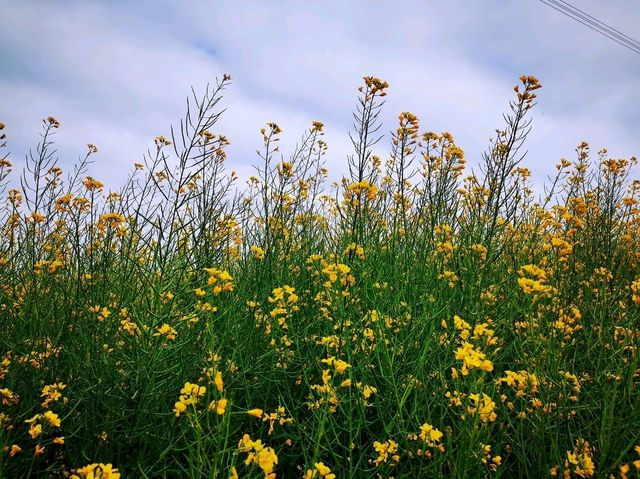 陌上花園浪漫花海