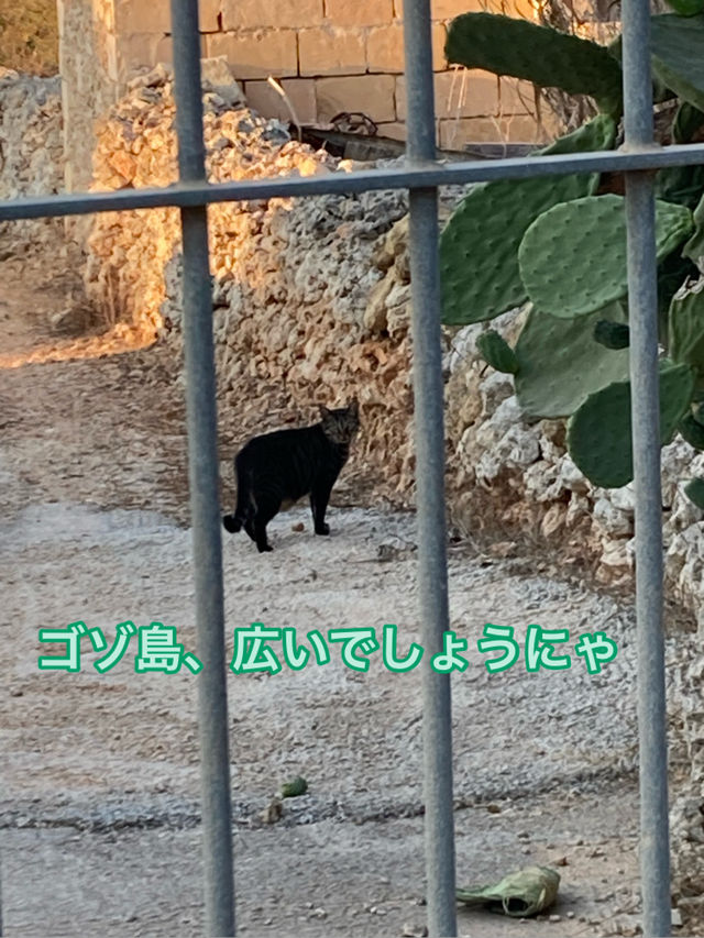 🇲🇹マルタ共和国　ねこコレクション2024.8