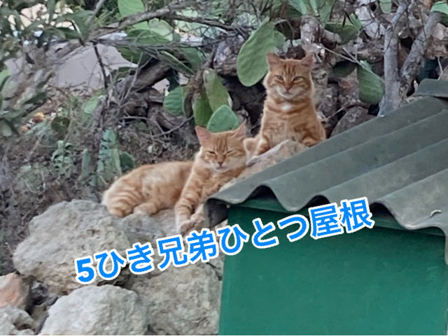 🇲🇹マルタ共和国　ねこコレクション2024.8