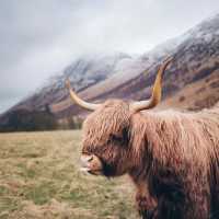 Highland Scotland: A Majestic Landscape of Untamed Beauty