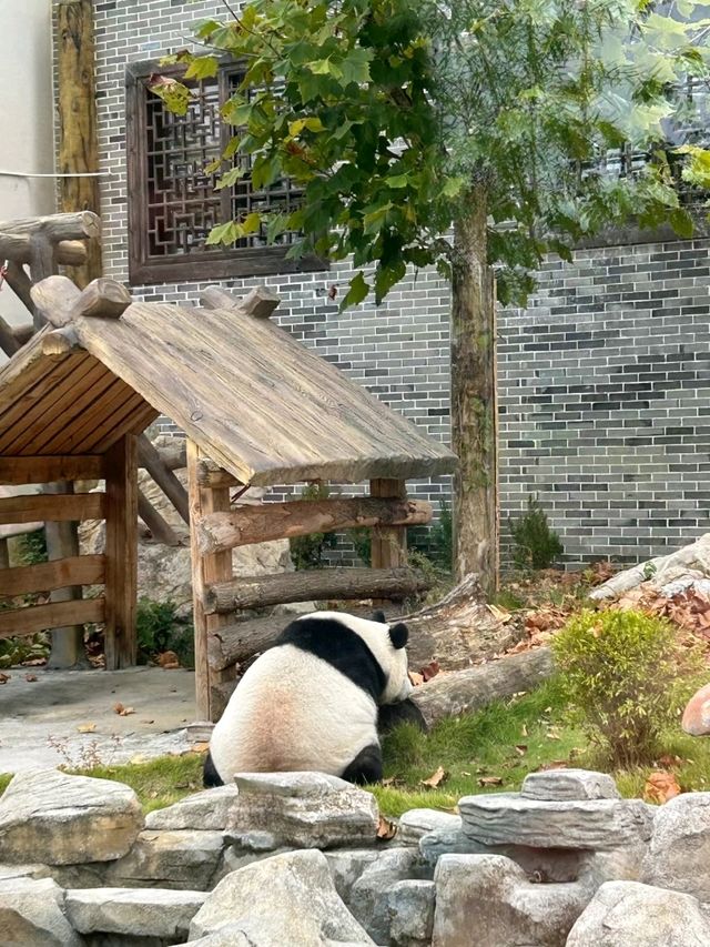 Phoenix China Giant Panda Garden: A Panda Paradise