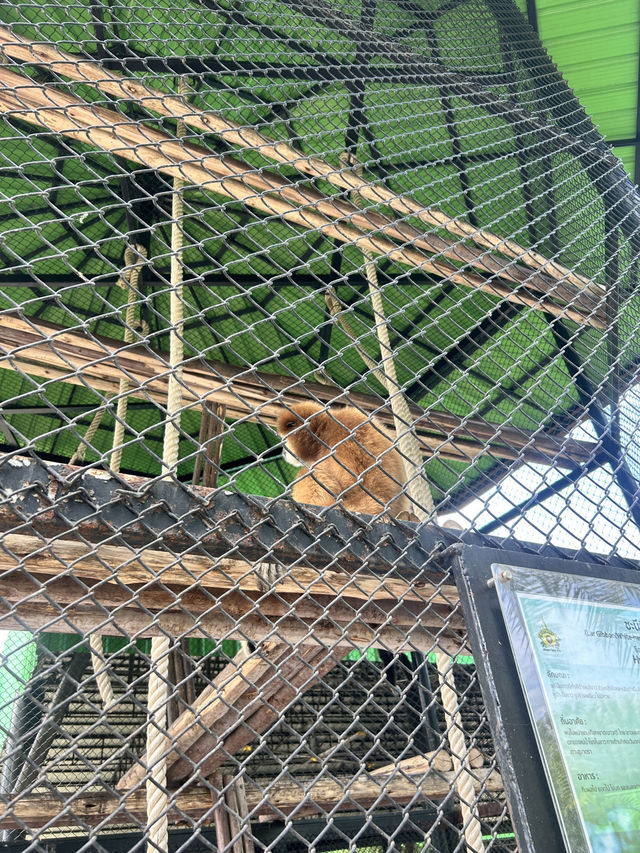 曼谷🇹🇭必推！大城動物園🦒距離近又有滿滿的長頸鹿