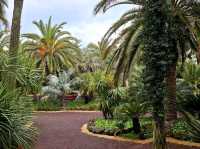 An enchanting palm forest in Jeju, Sangari Palm Forest