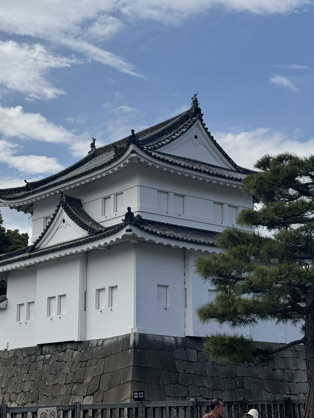 京都二條城的櫻花盛宴🌸✨