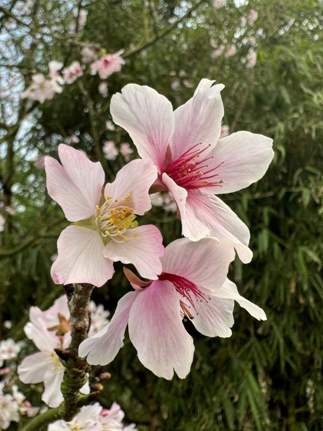 🌸 櫻花盛開，淡水無極天元宮的夢幻之旅 🌸