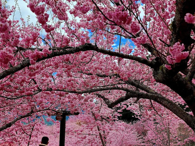 福壽山農場|千櫻園櫻花美景
