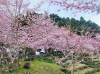 山上人家櫻花美景