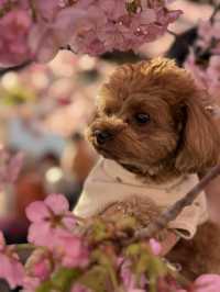 【神奈川】早咲き桜スポット