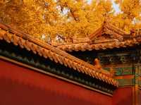 "The Palace Museum: A Glimpse into China's Imperial History"