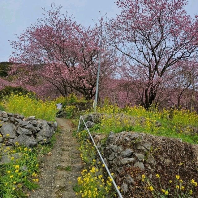 桑田山の雪割桜