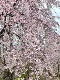 桜が有名なお花見スポット