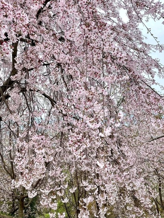 桜が有名なお花見スポット