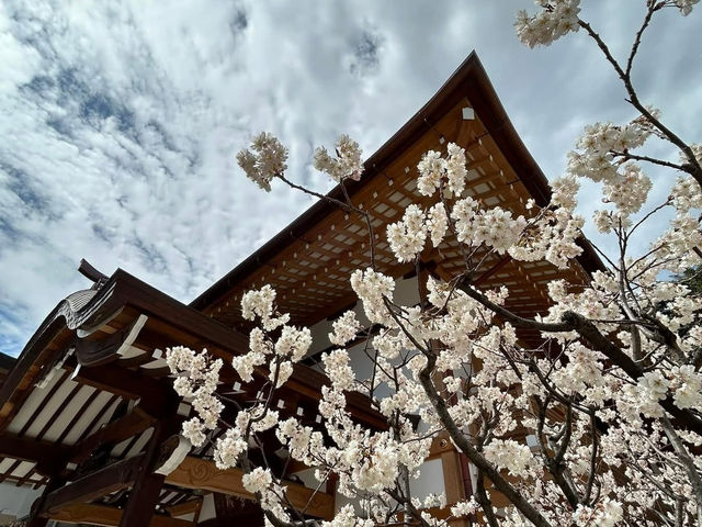 櫛田神社賞櫻美景