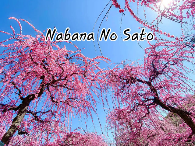 สวนดอกบ๊วย Nabana No Sato