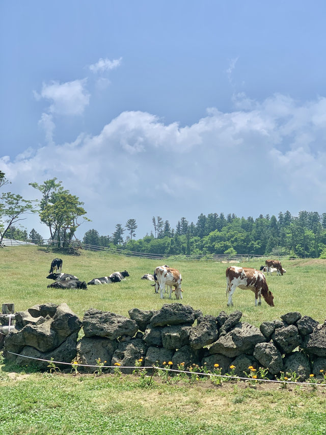 🐄제주 아침미소목장, 카이막이 있는 카페까지!