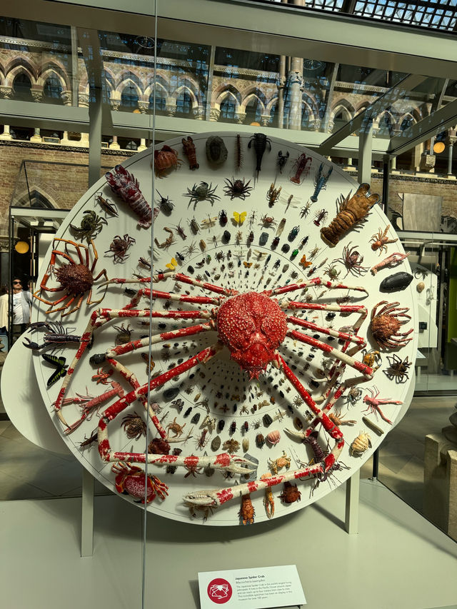 Oxford’s Museums in Spring: A Perfect Blend of History & Blooming Beauty