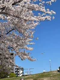 🇯🇵 大阪 🌸 扇町公園的松弛感