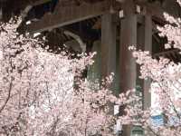 【埼玉県】埼玉でここだけ！熊谷桜が見られる「石上寺」
