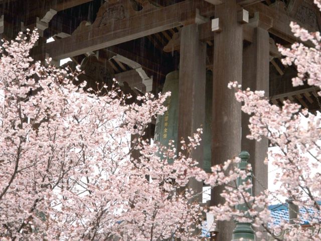 【埼玉県】埼玉でここだけ！熊谷桜が見られる「石上寺」