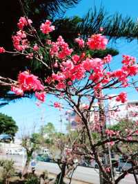 🌸 **沖繩伊祖公園櫻花觀賞遊覽分享** 🌸