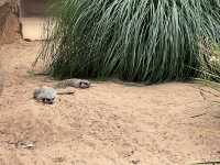 Taronga Zoo Sydney
