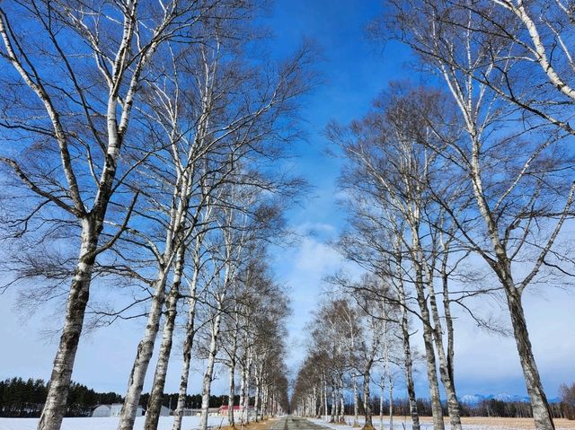 帯広の白樺並木
