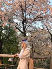 Sunset 🌅 and romantic cherry blossom view from Namsan Tower🗼