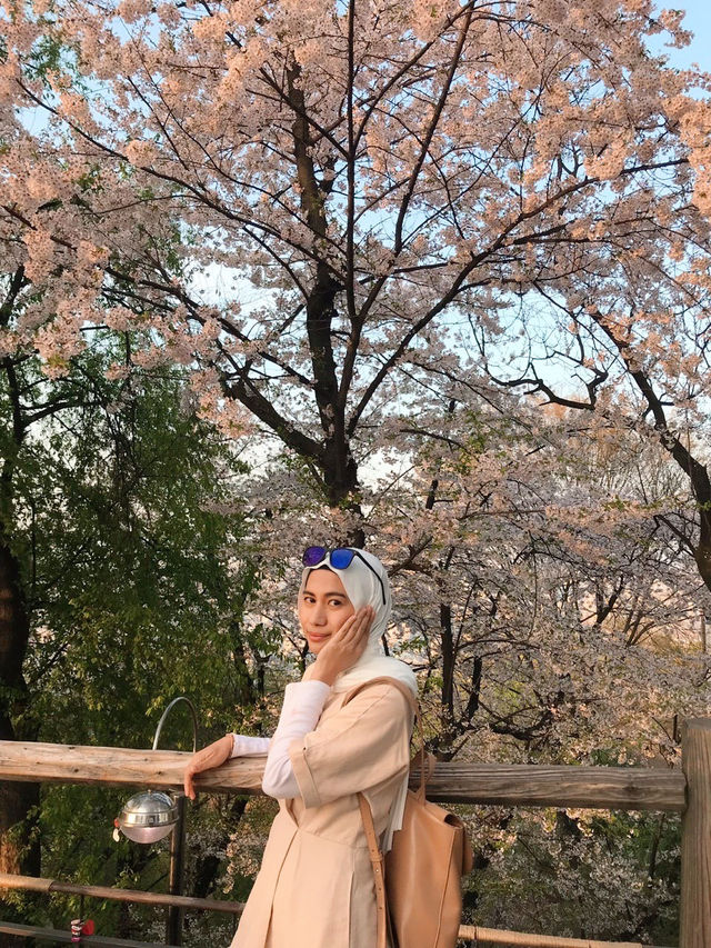 Sunset 🌅 and romantic cherry blossom view from Namsan Tower🗼