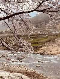 A Springtime Journey from Hwagae Market to Ssanggyesa Temple 