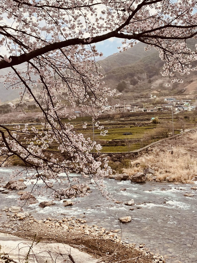 A Springtime Journey from Hwagae Market to Ssanggyesa Temple 