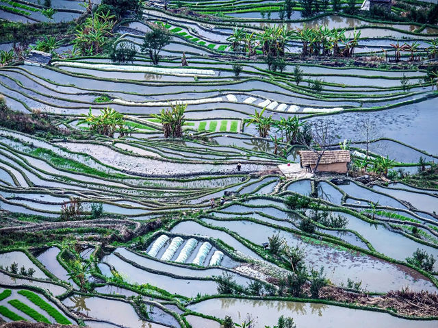 Yuan Yang Terraces Fields