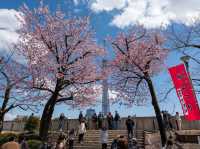 Chasing Sakura at Sumida River Park