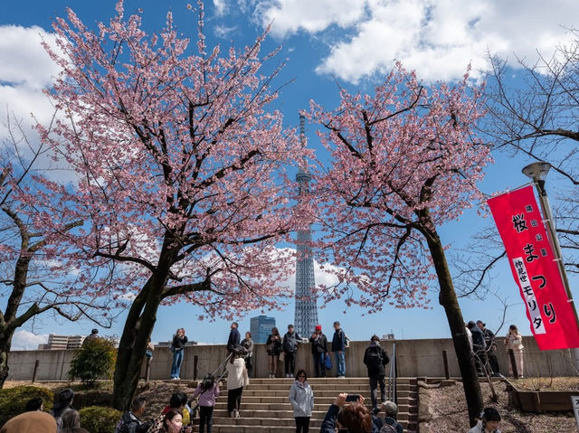 Chasing Sakura at Sumida River Park