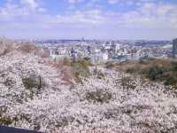 Chasing Sakura at Ikuta Ryokuchi Park