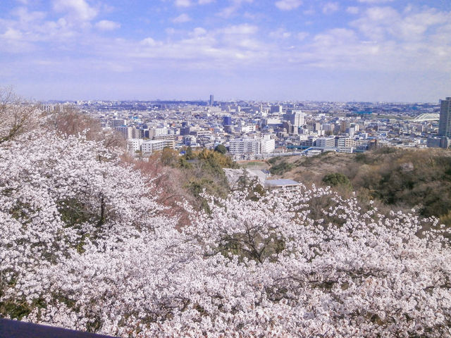 Chasing Sakura at Ikuta Ryokuchi Park
