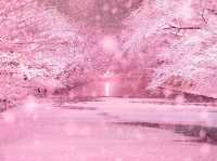 Chasing Sakura at Hirosaki Park Sakura Light Up