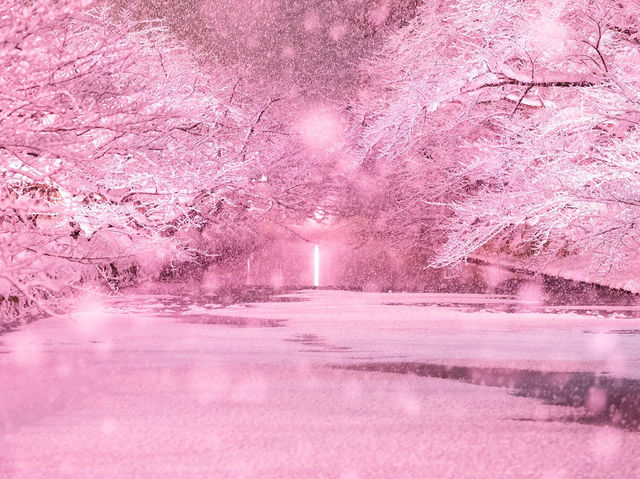 Chasing Sakura at Hirosaki Park Sakura Light Up
