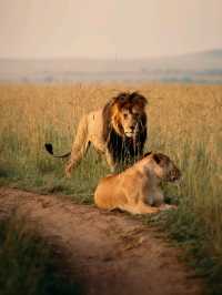 Wildlife Galore! 3 Days in the 1500km² Masai Mara!