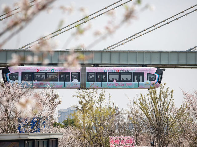 Chasing Sakura at Wuhan, China