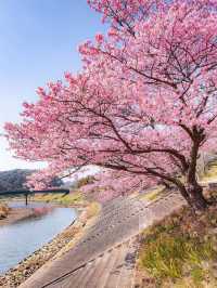 Chasing Sakura in Japan 🌸