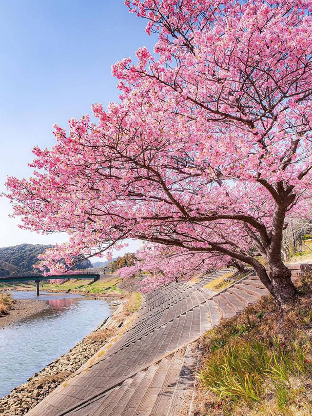 Chasing Sakura in Japan 🌸