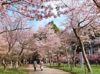 Chasing Sakura at Hokkaido Jingu