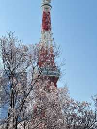 🌸【東京鐵塔櫻花｜2025粉雪紛飛下的地標絕景】  