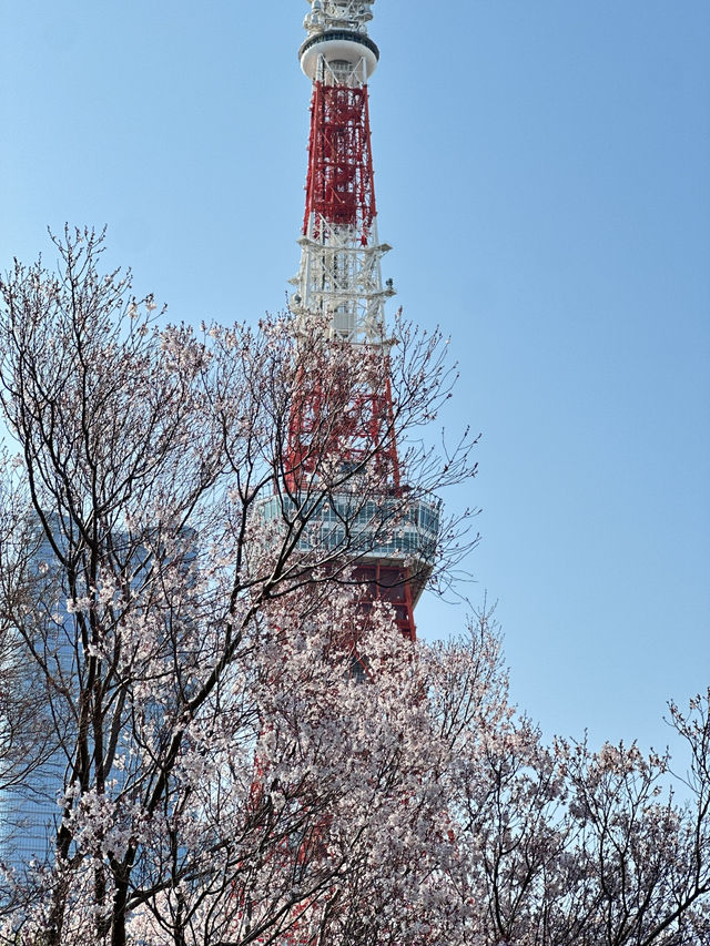 🌸【東京鐵塔櫻花｜2025粉雪紛飛下的地標絕景】  