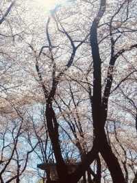 Temi's Gentle Bloom: A Relaxing Spring Escape